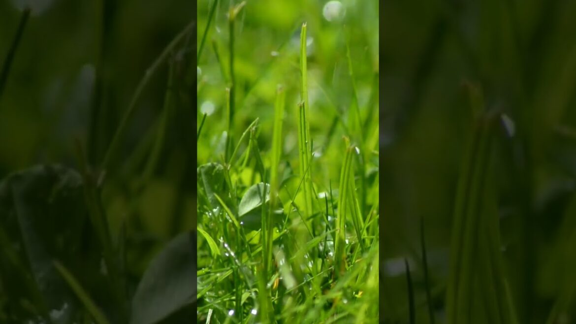 relaxing in the rain #shorts  #relaxing #rain relaxing in the rain #shorts  #relaxing #rain