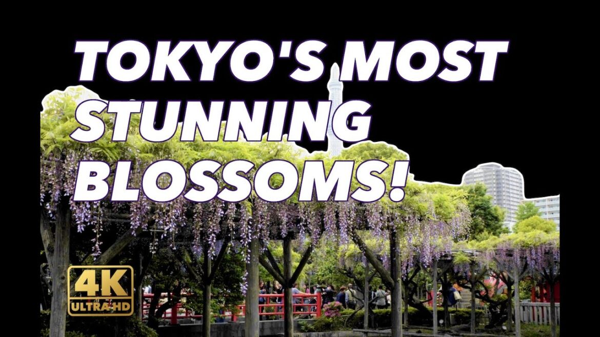 Kameido Tenjin Shrine’s Wisteria Festival Kameido Tenjin Shrine's Wisteria Festival