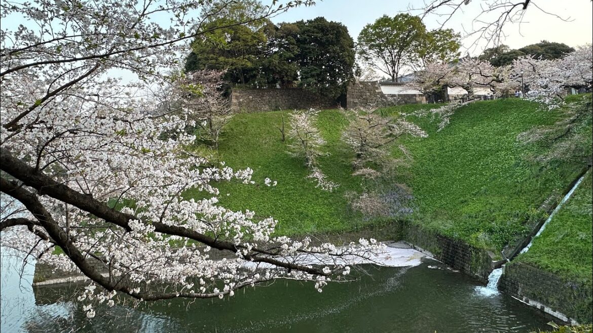It’s Sakura time in Tokyo symbol of hope and renewal It's Sakura time in Tokyo symbol of hope and renewal