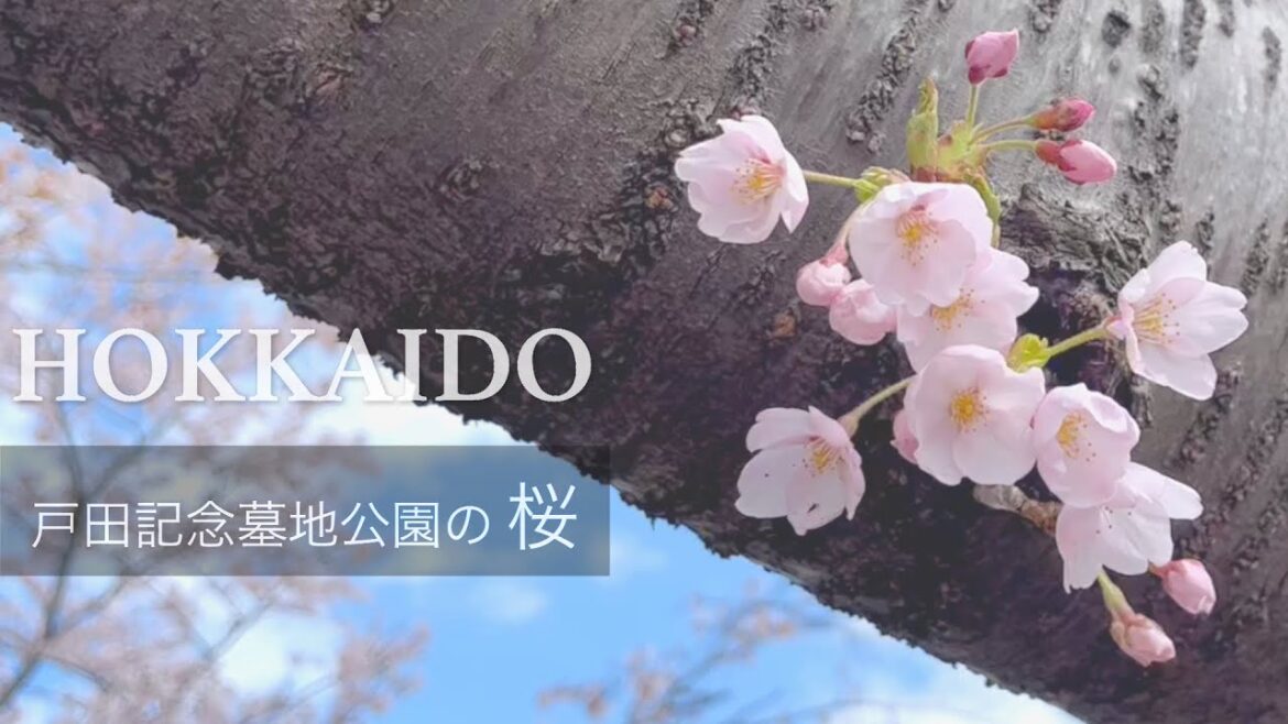 北海道のお花見 -  公園全体が桜色・8000本の桜が満開 - 戸田記念墓地公園 -