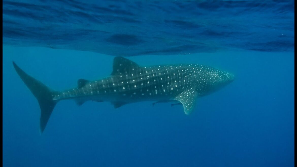 Swimming with whale sharks at Ningaloo