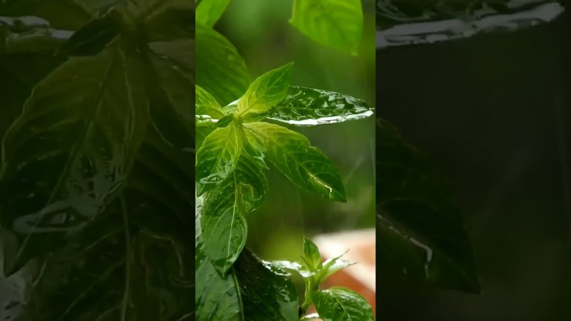 Rain drop Plants #shorts #relaxing Rain drop Plants #shorts #relaxing