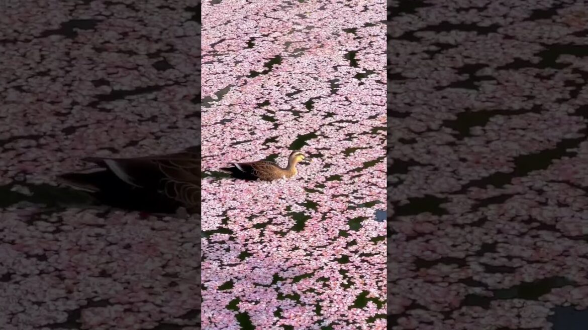 "Step into a floral paradise! 🌸🍃🌺 #shorts #cherryblossom