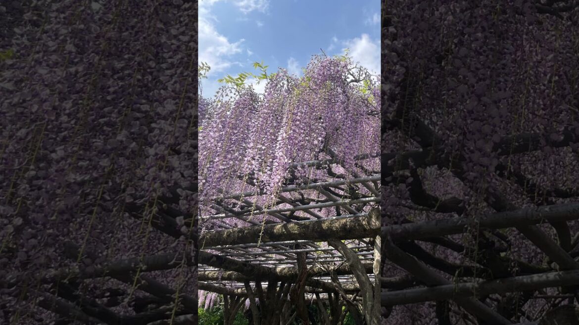 成田山新勝寺 三重塔 釈迦堂 大本堂 平和の大塔 成田山公園 藤🔮 亀🐢〜千葉 成田✈️2023年4月20日 #shorts #NARITA #CHIBA #NARITASANSHINSHOJI