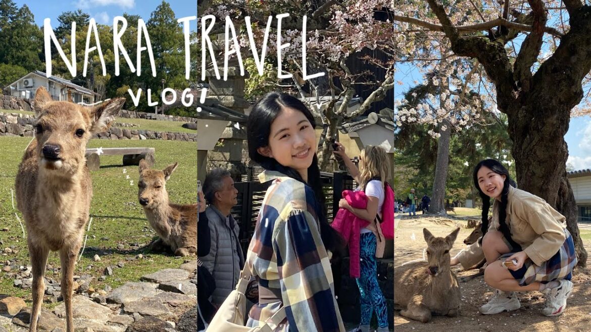 Japan diaries 🚅🌸: Nara travel vlog!! Feeding deers🦌, onsen, mocha food🍵 香港人喺日本 Japan diaries 🚅🌸: Nara travel vlog!! Feeding deers🦌, onsen, mocha food🍵 香港人喺日本