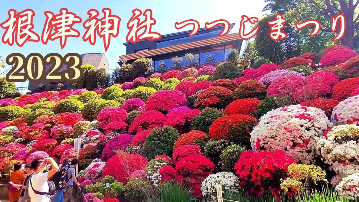 根津神社つつじNezu Shrine Azalea Festival 2023(Tokyo Japan) 根津神社つつじNezu Shrine Azalea Festival 2023(Tokyo Japan)