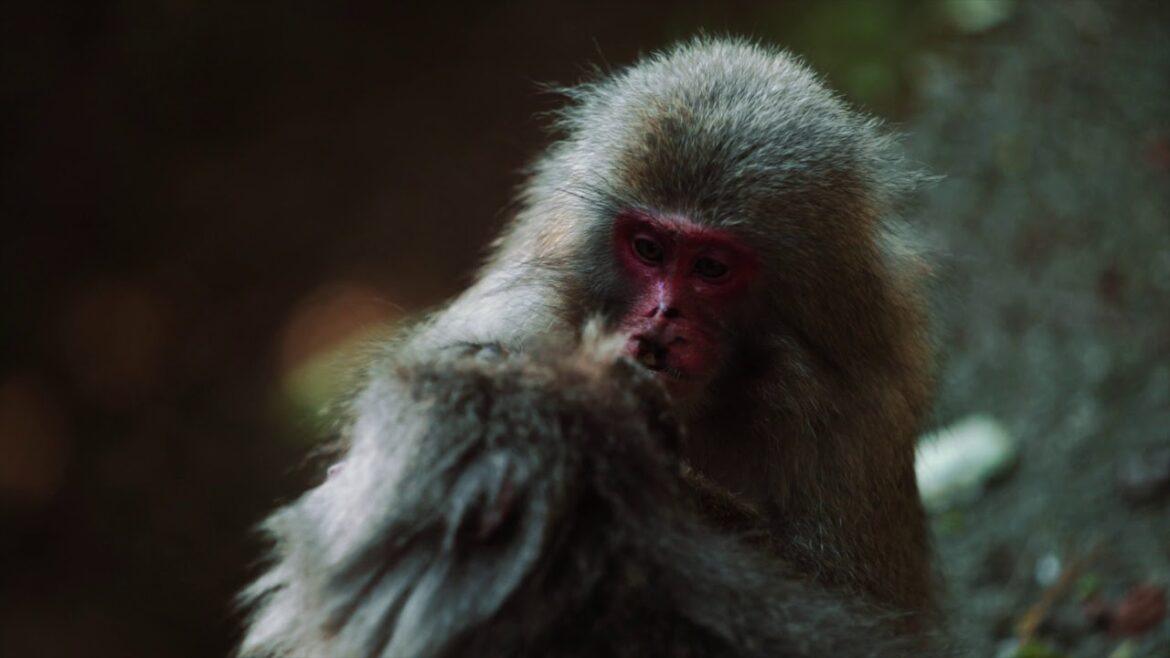 Discover Kyushu with Jason Charles Hill