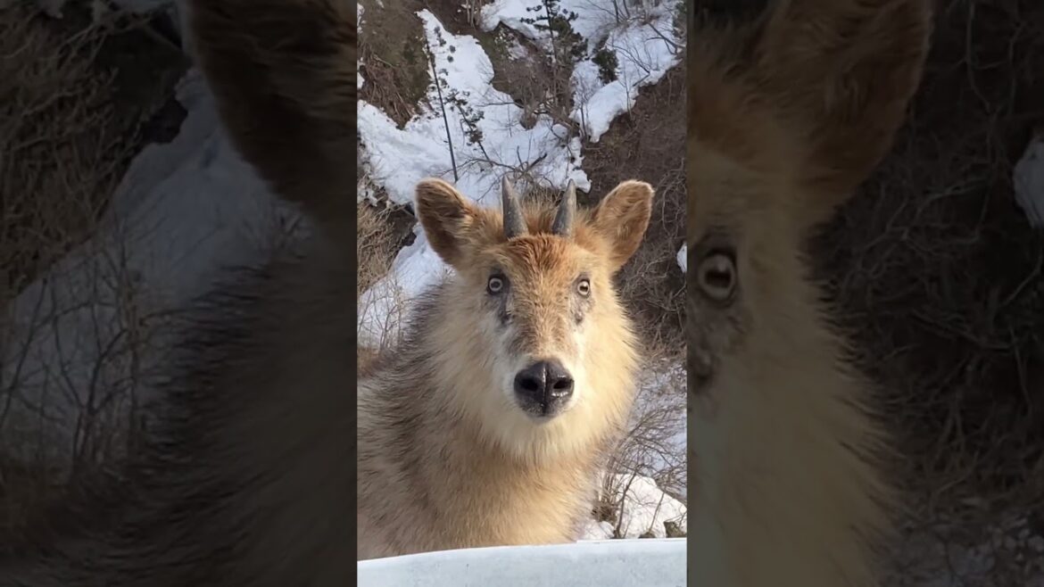 【カモシカ 】近すぎる!#旅 Japanese serow too close #trip #動物 #short 【カモシカ 】近すぎる!#旅 Japanese serow too close #trip #動物 #short