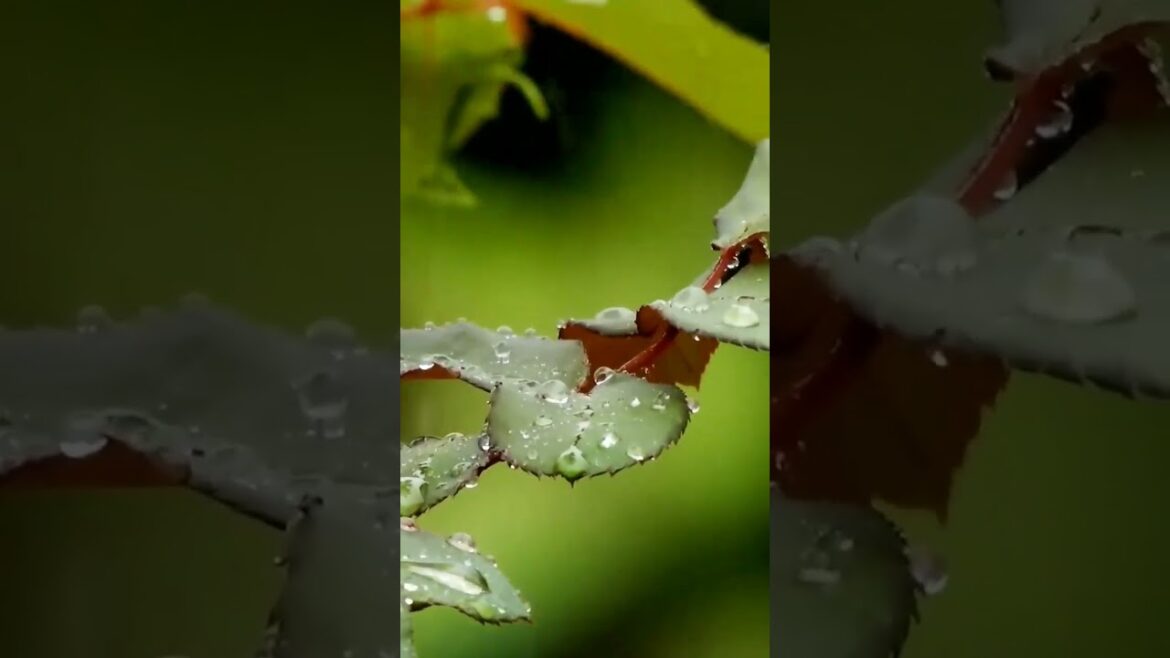 rainy plant relaxing for sleep #shorts #rain #relaxing rainy plant relaxing for sleep #shorts #rain #relaxing