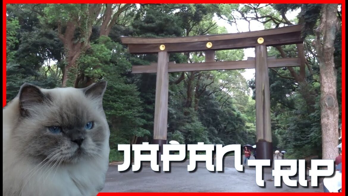 Shibuya et Harajuku : On a testé un bar à chat ! | Japan Trip #6