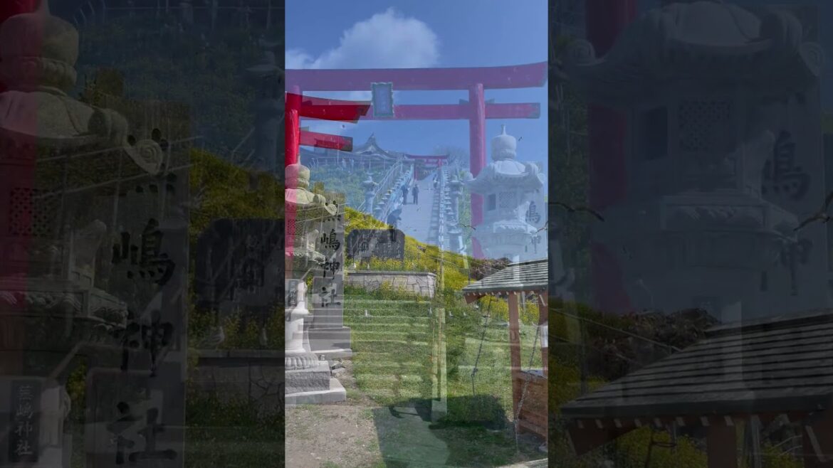 ウミネコが凄い！「蕪島」八戸市 #shorts