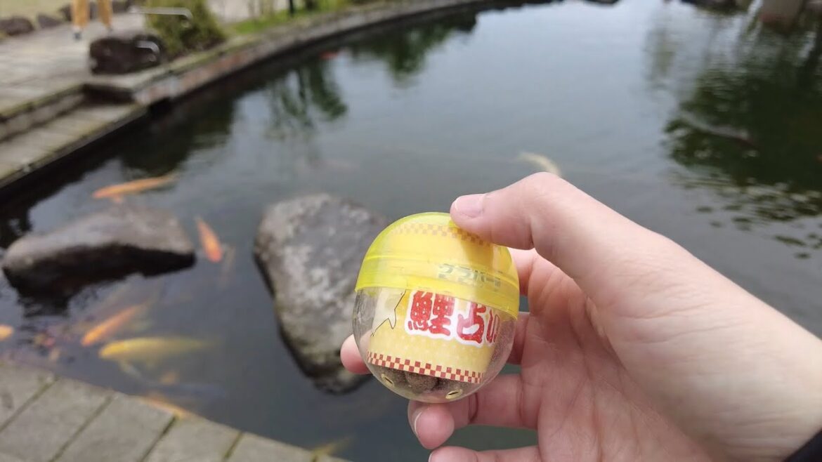 Nagasaki FISH FEEDING. Visit Glover house, Dragon Boat and what to eat there | EAT | EXPLORE | JAPAN