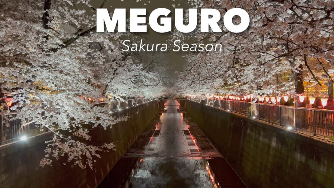 Tokyo Meguro River Cherry blossoms Walking Tour - Tokyo Japan