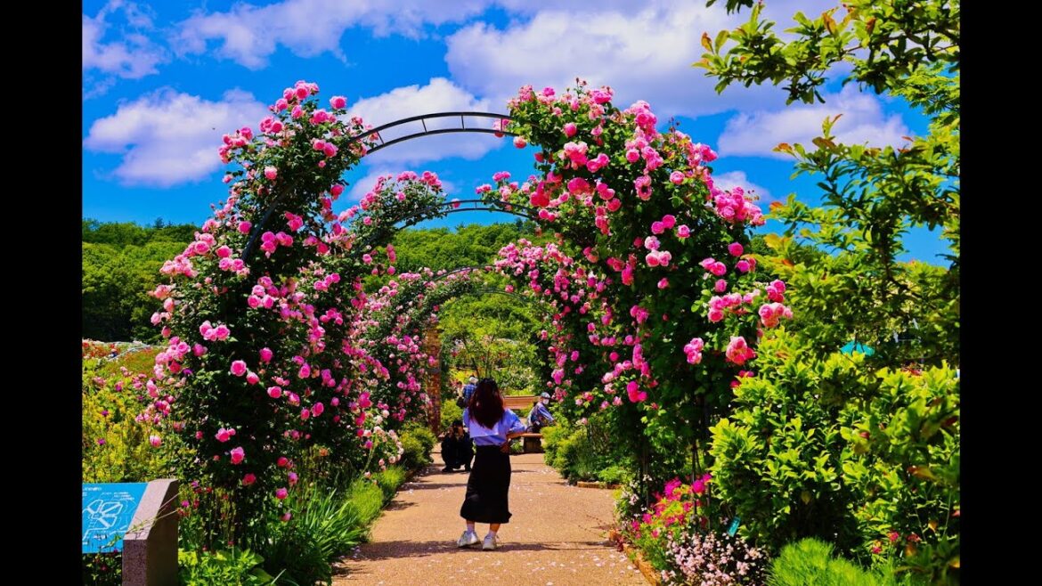 8K HDR 新潟 国営越後丘陵公園 バラの季節 Niigata,National Echigo Hillside Park Rose Season