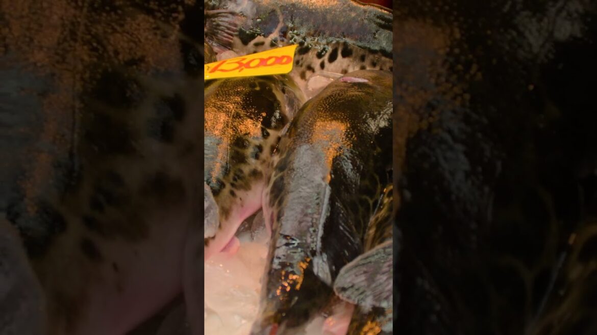 Incredible Osaka fish market indoor | Amazing Japan Travel Adventure Documentary Incredible Osaka fish market indoor | Amazing Japan Travel Adventure Documentary