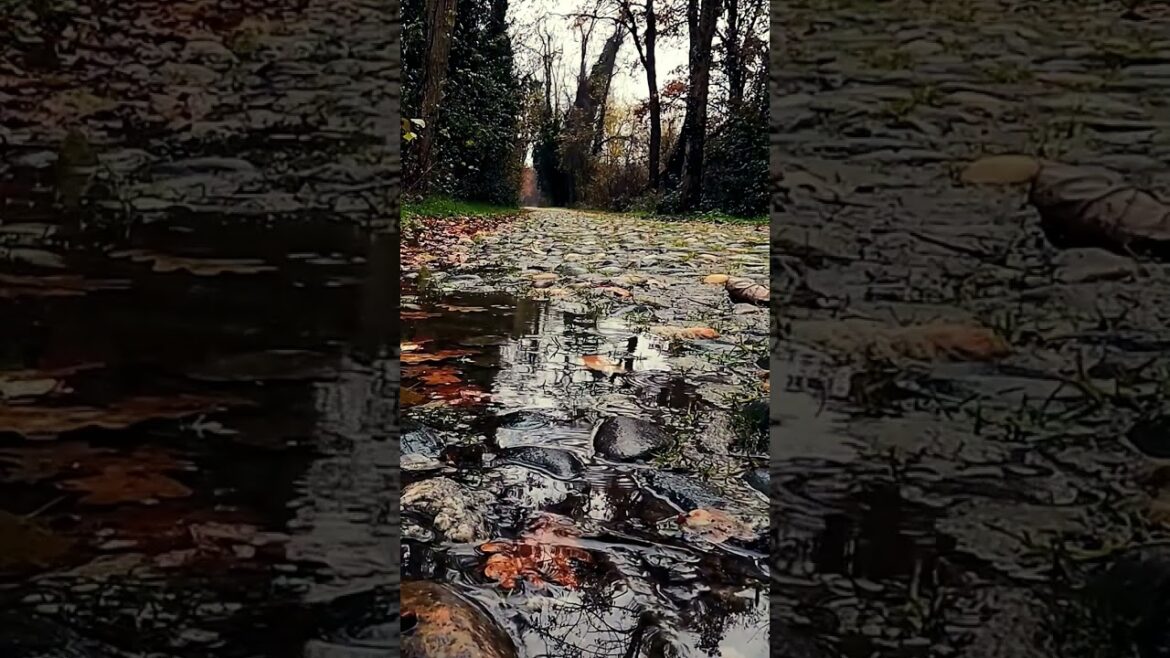 rain in forest #relaxing #shorts #rain rain in forest #relaxing #shorts #rain