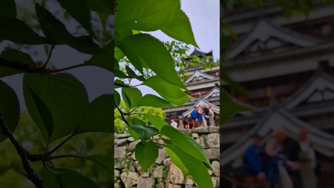 Hiroshima Castle & Shukkein Garden