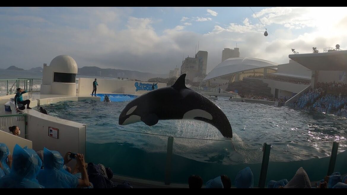 Meeting the Orcas @ Seaworld Kamogawa