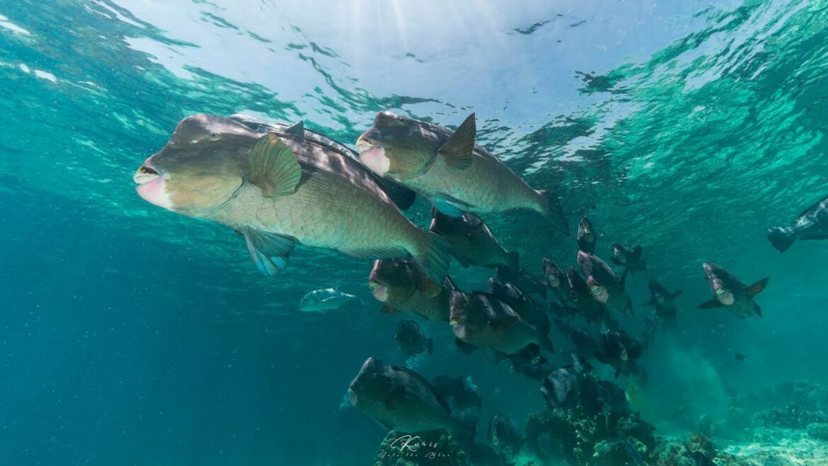 Sipadan Diving 2019 シパダン ダイビング 2019 Sipadan Diving 2019 シパダン ダイビング 2019