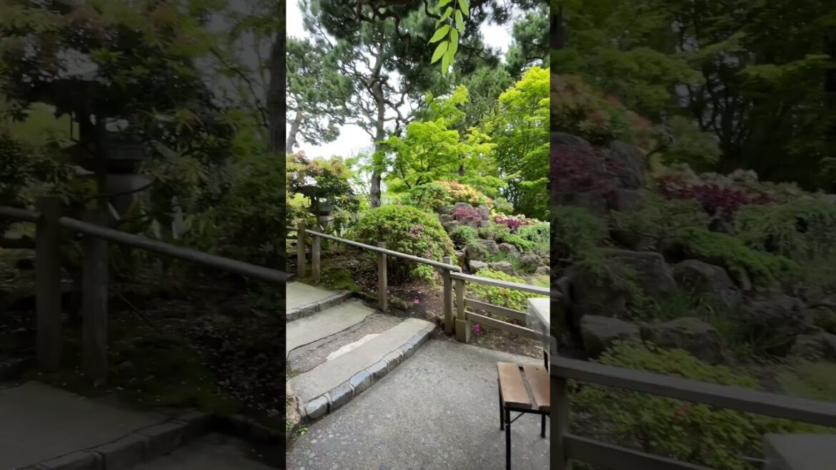 Udon in the Japanese Tea Garden #travel #japan #sanfrancisco Udon in the Japanese Tea Garden #travel #japan #sanfrancisco