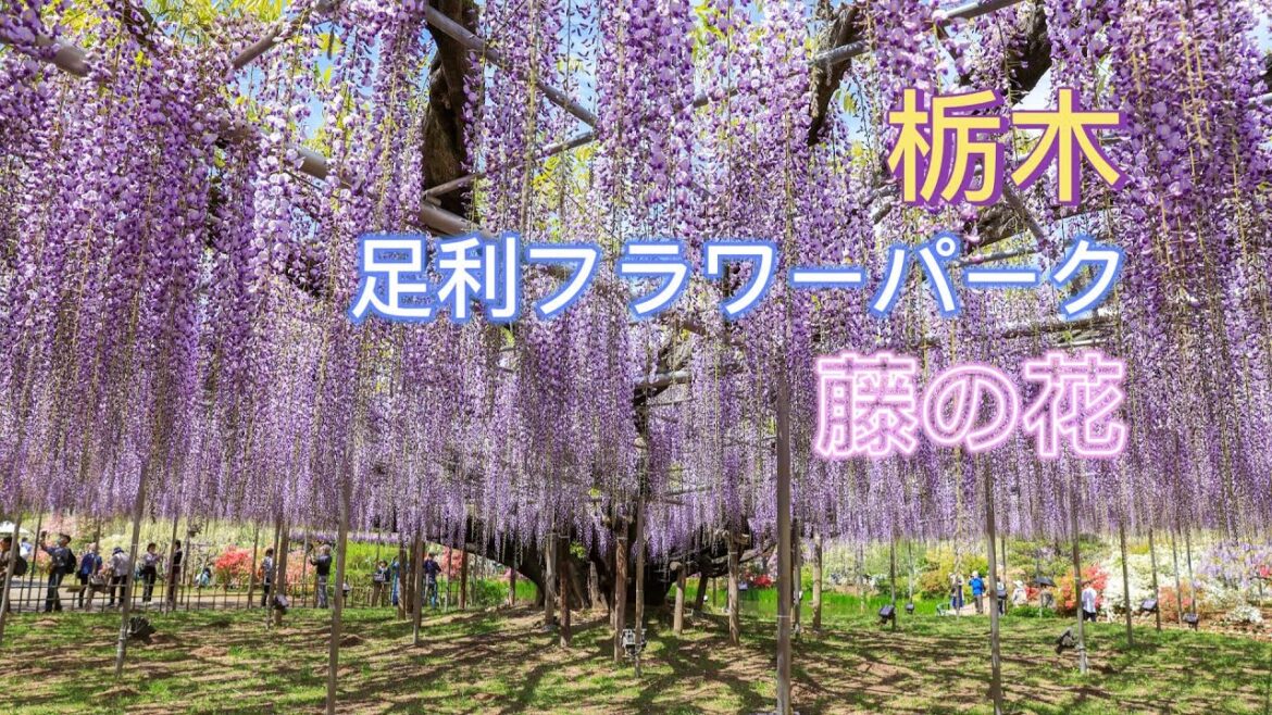 栃木｜あしかがフラワーパーク藤の花まつり｜樹齢160年超え大藤｜Ashikaga flower park wisteria flower