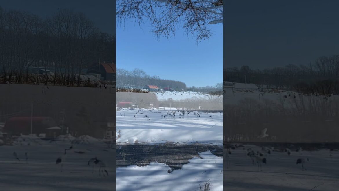 ¡100% las grullas de coronilla roja!: Tsurumidai, Hokkaido #shorts