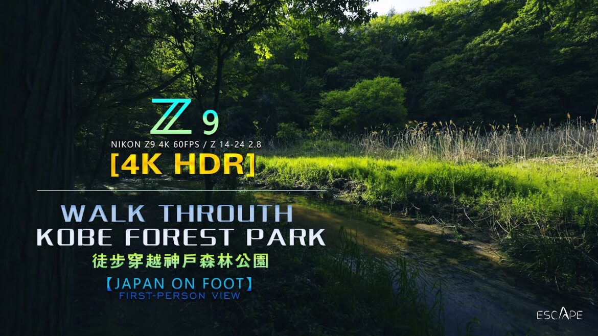 [4K HDR] What is "Japanese green"？| First-person walk through Kobe forest | BY Z9