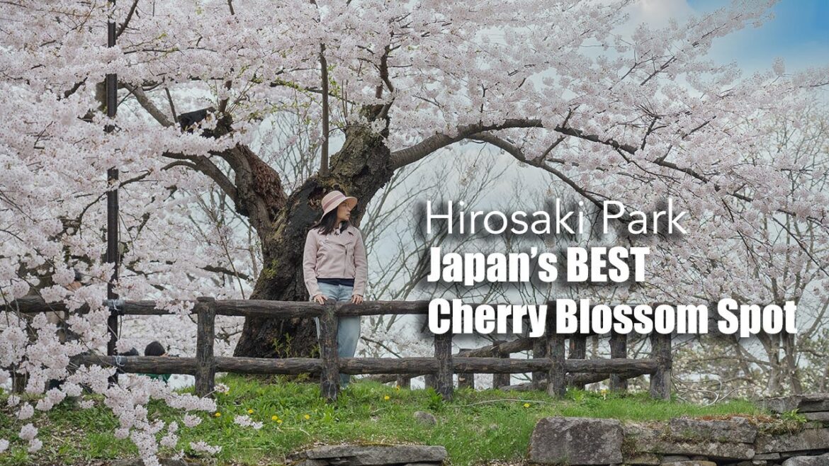 Hirosaki Park, One of Th BEST Cherry Blossom Spot in Japan 4K - Shot on SONY A7IV จุดชมซากุระสวยสุด
