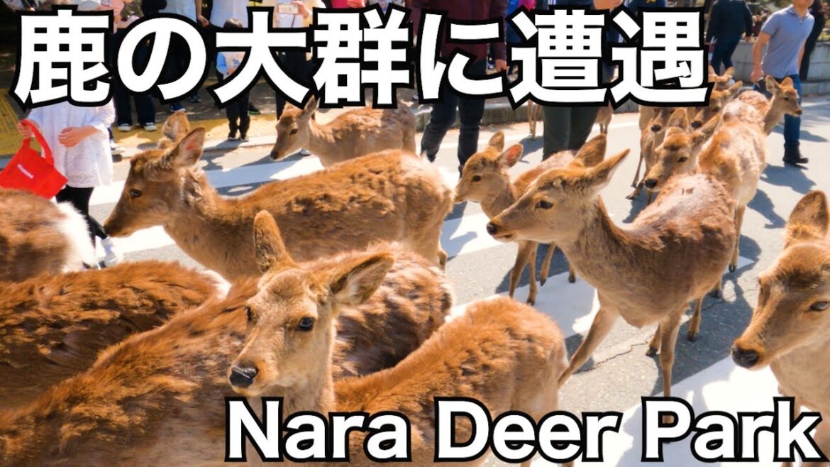 【奈良Vlog】外国人観光客で賑わう奈良公園で鹿🦌に襲われました【4K】asmr walk nara