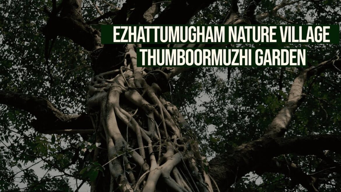 Kerala's Hidden Gems: A Journey through Ezhattumugham and Thumboormuzhi | Kerala Tour Mart
