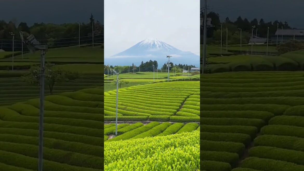 What a View 🪟 #nature #japan #discoverearth #shorts #fuji #purenature What a View 🪟 #nature #japan #discoverearth #shorts #fuji #purenature