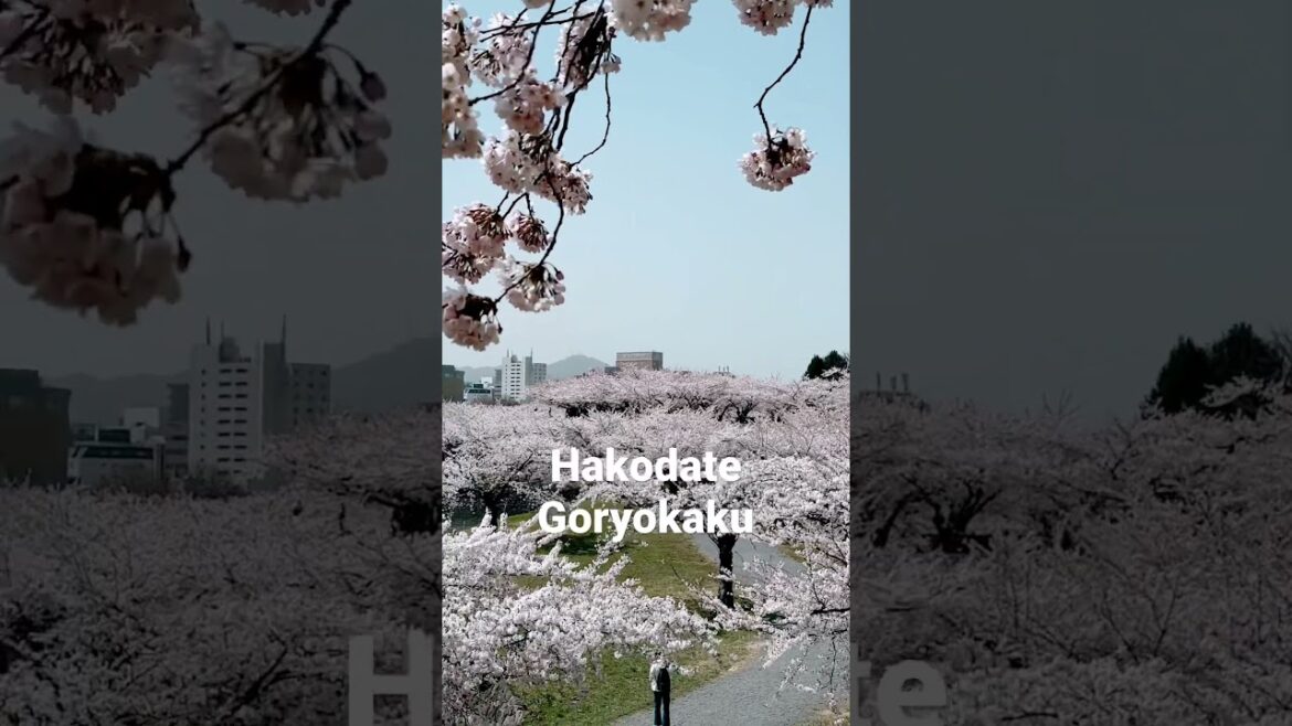 Goryokaku tower in full bloom #hakodate #goryokaku #onthewayjourney