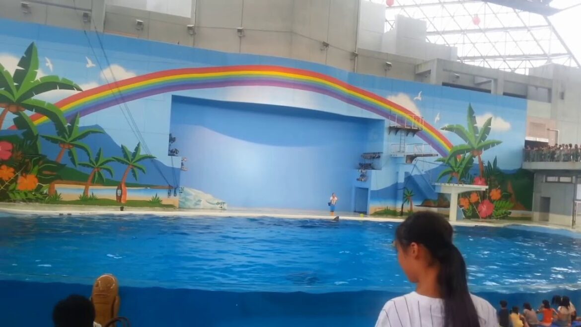 Yokohama Hakkeijima Sea Paradise (横浜・八景島シーパラダイス) ||Dolphins show||Japan vlog||Afnans brother