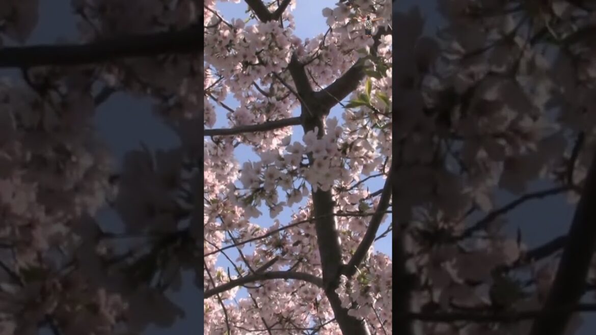 Cherry Blossom Viewing in Japan #shorts  | Travel Guide