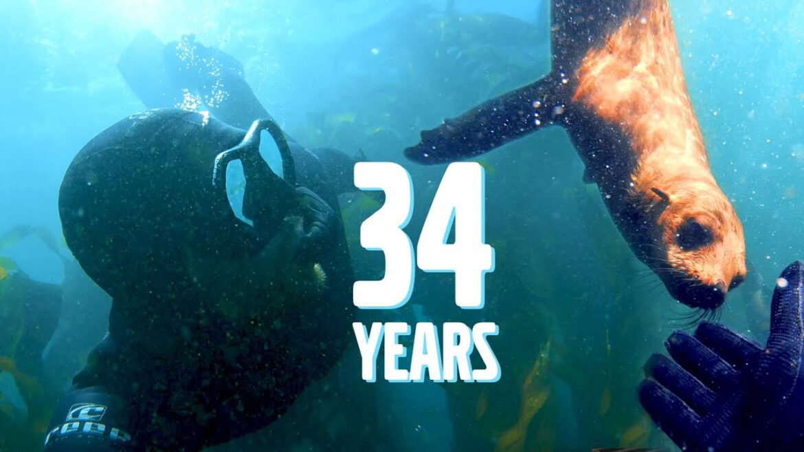 Seal Diving in Cape Town for my Birthday Seal Diving in Cape Town for my Birthday