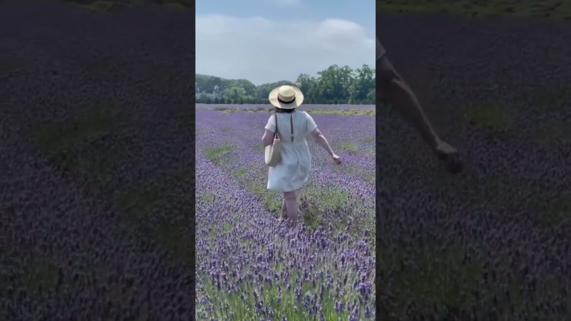 I couldn’t believe how beautiful this LAVENDER FIELD was 😍 #shorts