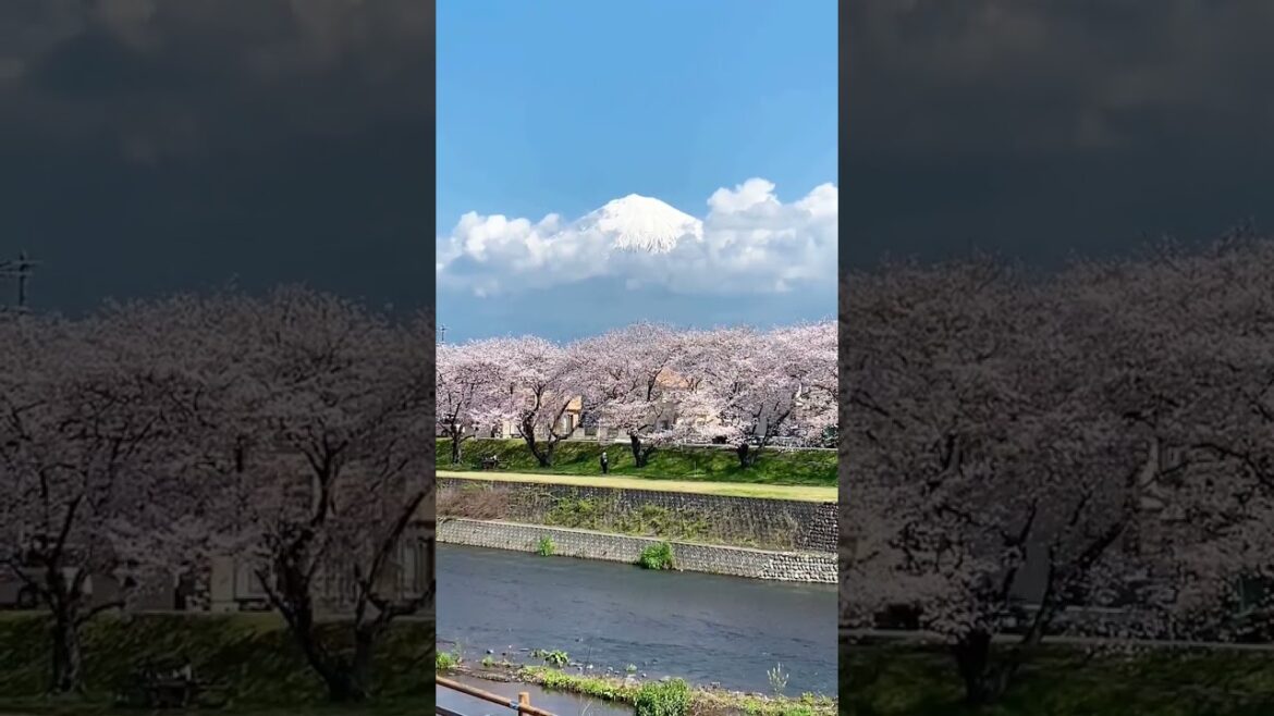 Fuji 🗻 x Sakura💓 #Fuji #Sakura #Japan #Nature #Mountains #Season #Short #Shorts #mtfuji