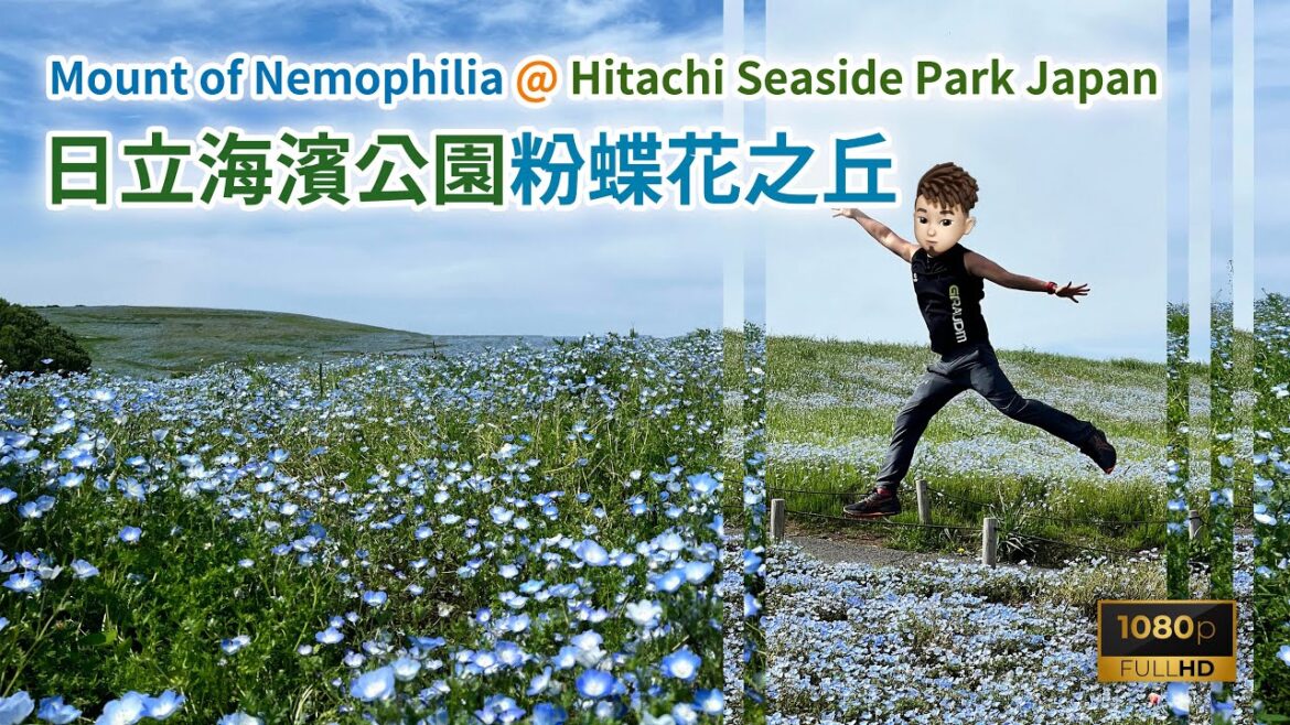 ［ 藍色粉蝶花滿開！］ 日本茨城縣國營日立海濱公園壯觀粉蝶花之丘盛況（Mount of Nemophilia at Hitachi Seaside Park, Japan）#japantravel