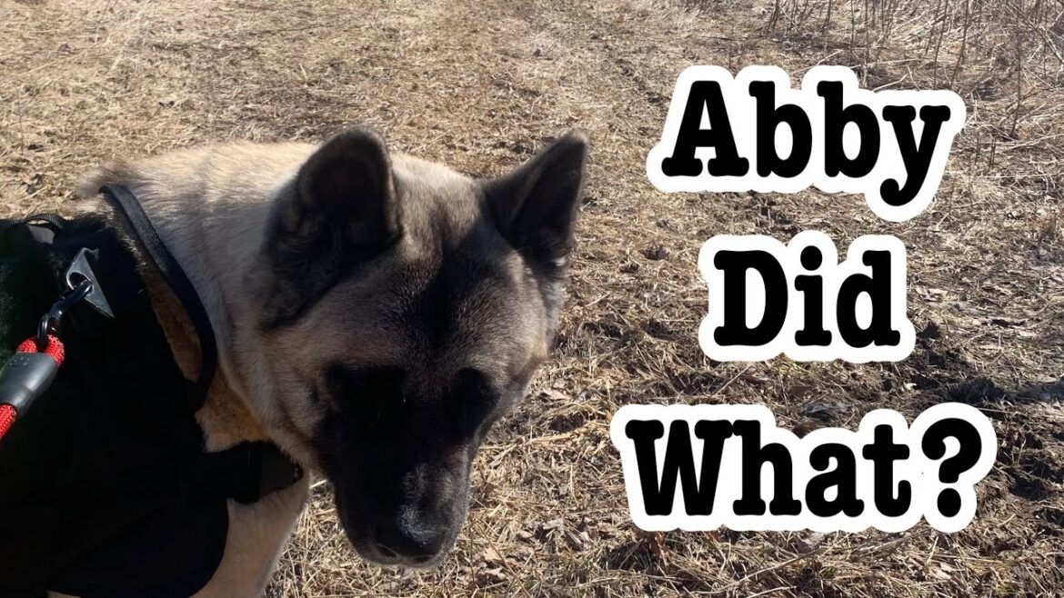 Abby The Akita Did What? Abby The Akita Did What?