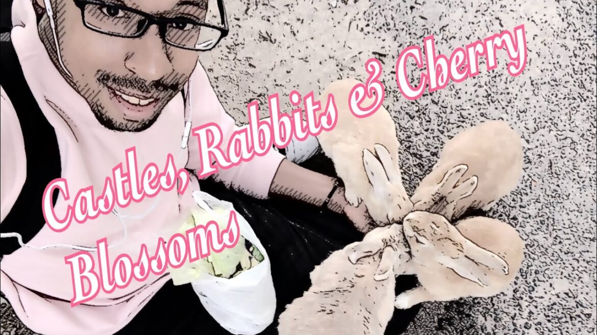 Castles, Rabbit Island and Cherry Blossoms (Hiroshima,Miyajima,Okunoshima ) Castles, Rabbit Island and Cherry Blossoms (Hiroshima,Miyajima,Okunoshima )