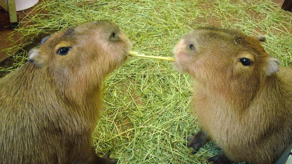 Adorable Capybara Cafe in Japan 😍 Capybara Land PUIPUI Yokohama