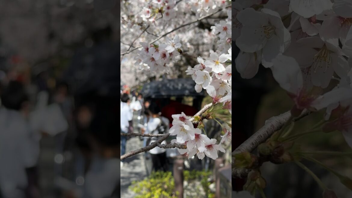 Sakura Season. #travel #2023 #japan #trending #explore #spring #sakura #kyoto #nagoya #live #love
