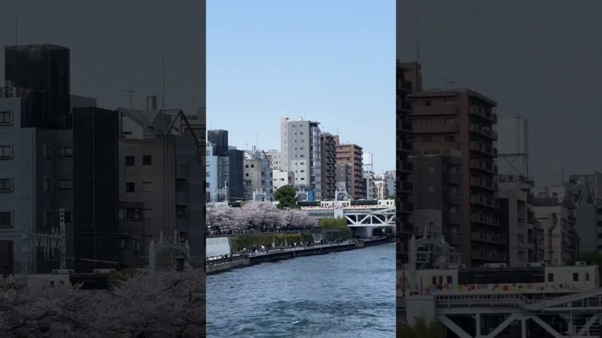 Sakura in Tokyo. #travel #japan #japan #2023 #trending #explore #thingstodo #spring #tokyo #sakura