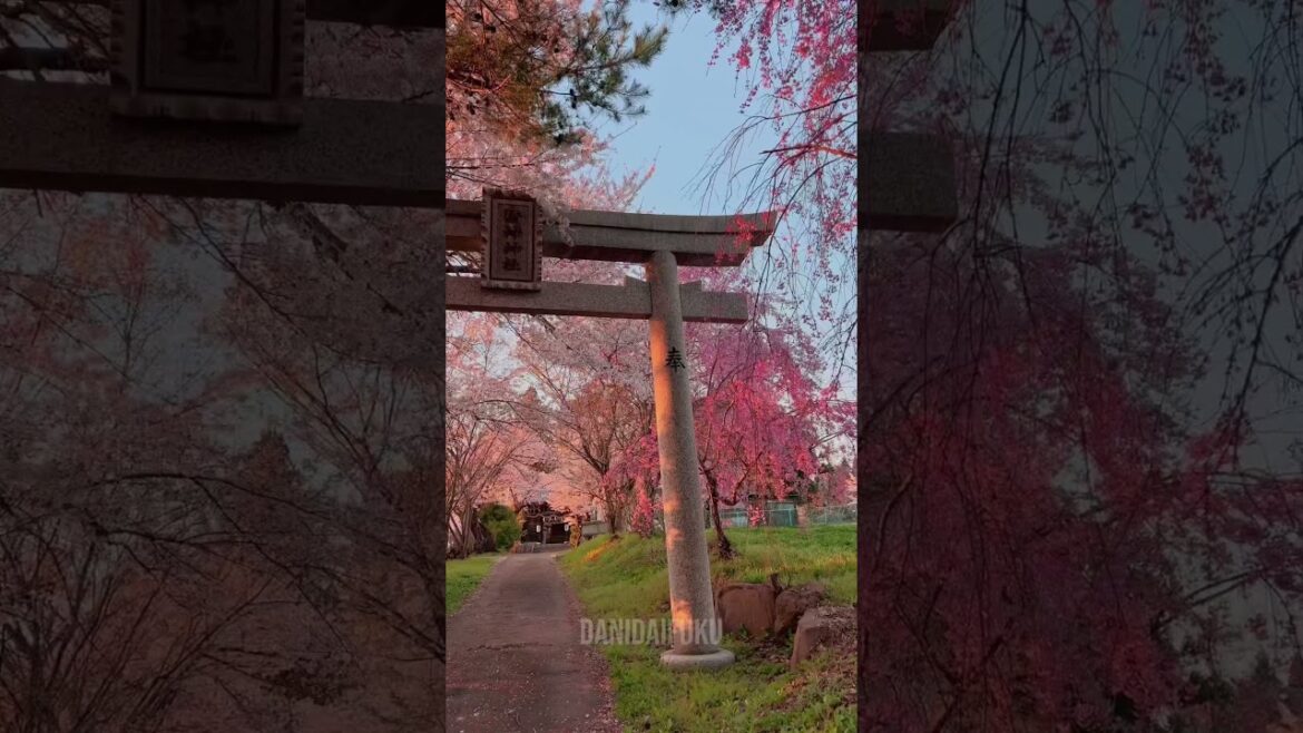CHERRY BLOSSOM HIDDEN GEM IN NAGANO, JAPAN  🇯🇵🌸⛩️