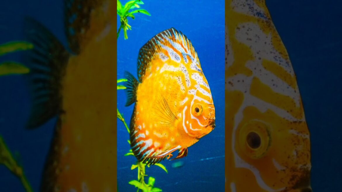 Best Aquarium to Visit: Part 3 #aquarium #fishtank #ocean #shorts #nature