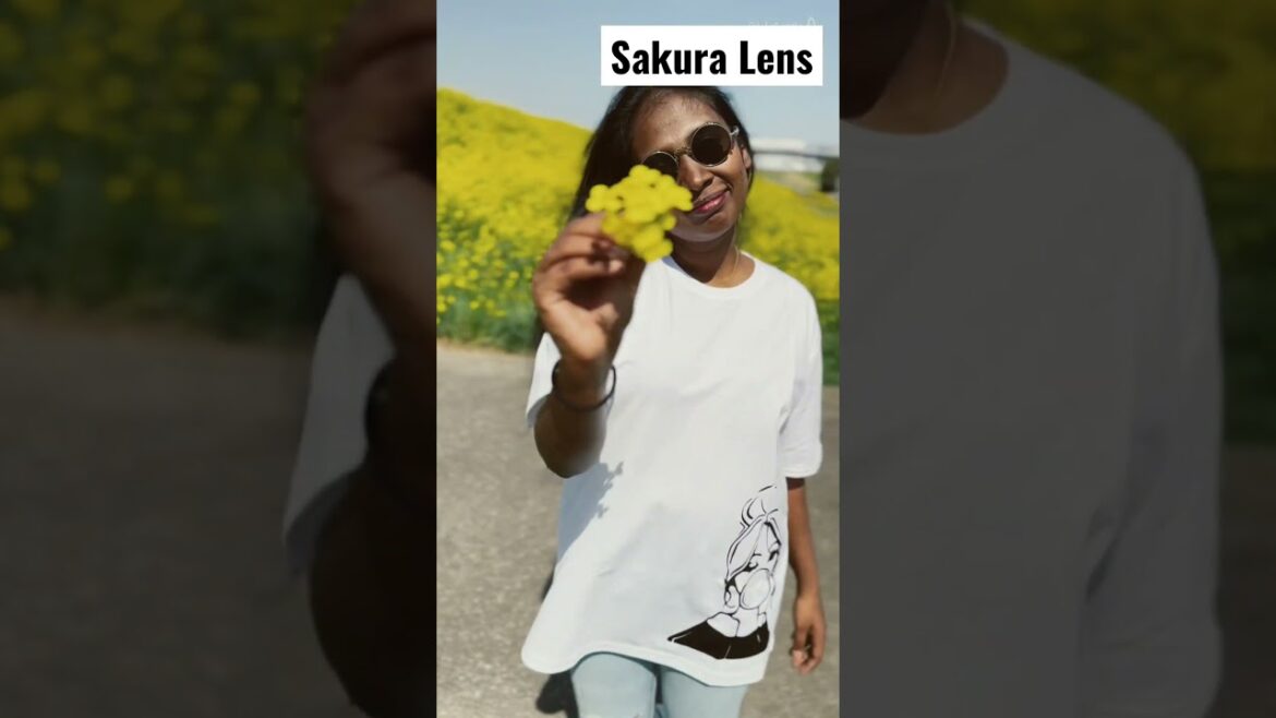 Yellow canola flower carpet 🌼 | Japan Cherry Blossoms season 2023