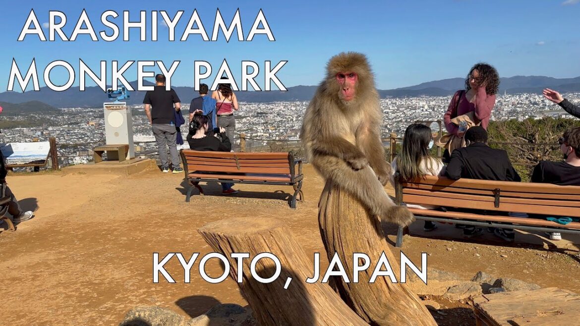 Arashiyama Monkey Park - Kyoto Japan Travel 4K HDR