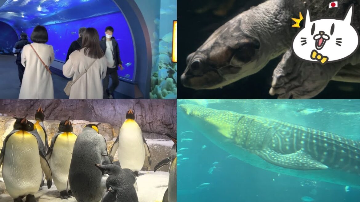 No.1 in Asia! Aquarium in Osaka, Japan (Kaiyukan). 🐬🐠🐟🐡🌏🗾One of the largest in the world! [Part 1]🇯🇵
