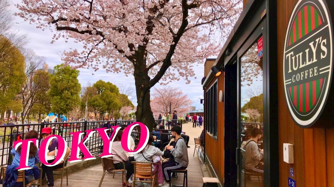 [4K] Cherry Blossoms in Sumida Park | Travel Spots to Visit | Asakusa - Tokyo(Mar.27.2022)