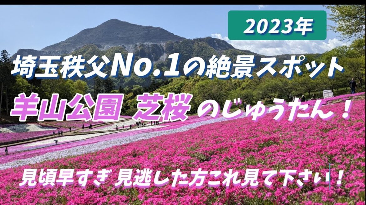 ★2023年 羊山公園 芝桜のじゅうたん! 埼玉秩父No 1の絶景スポット 見頃早すぎ 見逃した方これ見て下さい! ★2023年 羊山公園 芝桜のじゅうたん! 埼玉秩父No 1の絶景スポット 見頃早すぎ 見逃した方これ見て下さい!
